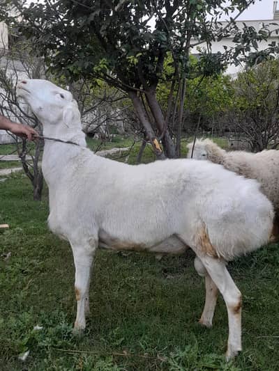 Qurbani ka janwer for salr | white dumba for sale