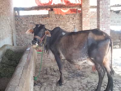 cross cow for sale bohat zabardasti