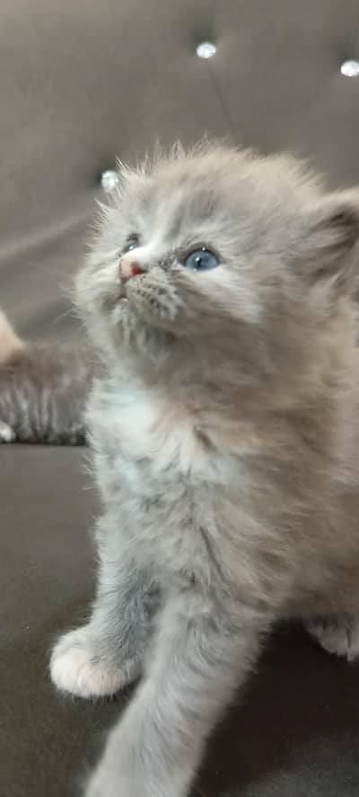 kittens