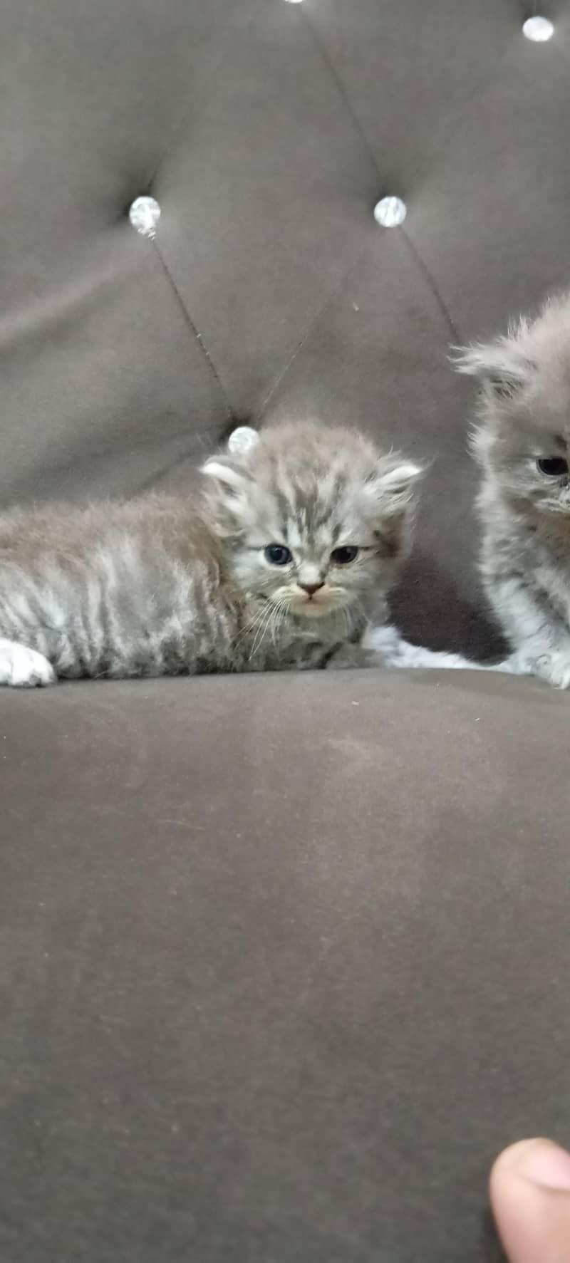 kittens 1