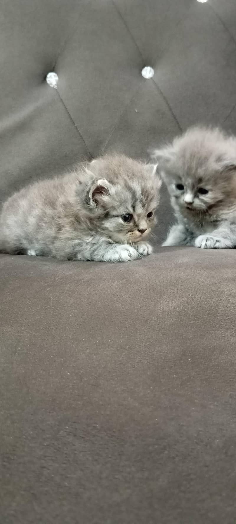 kittens 2