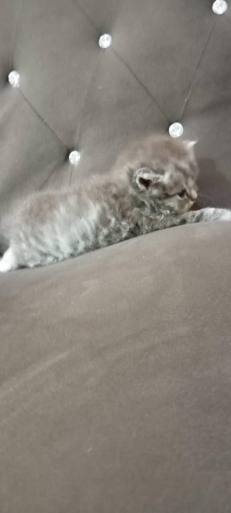 kittens 3