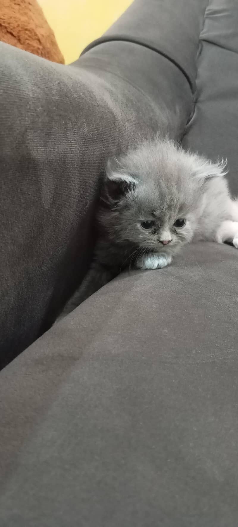 kittens 4