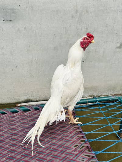 White hera patha