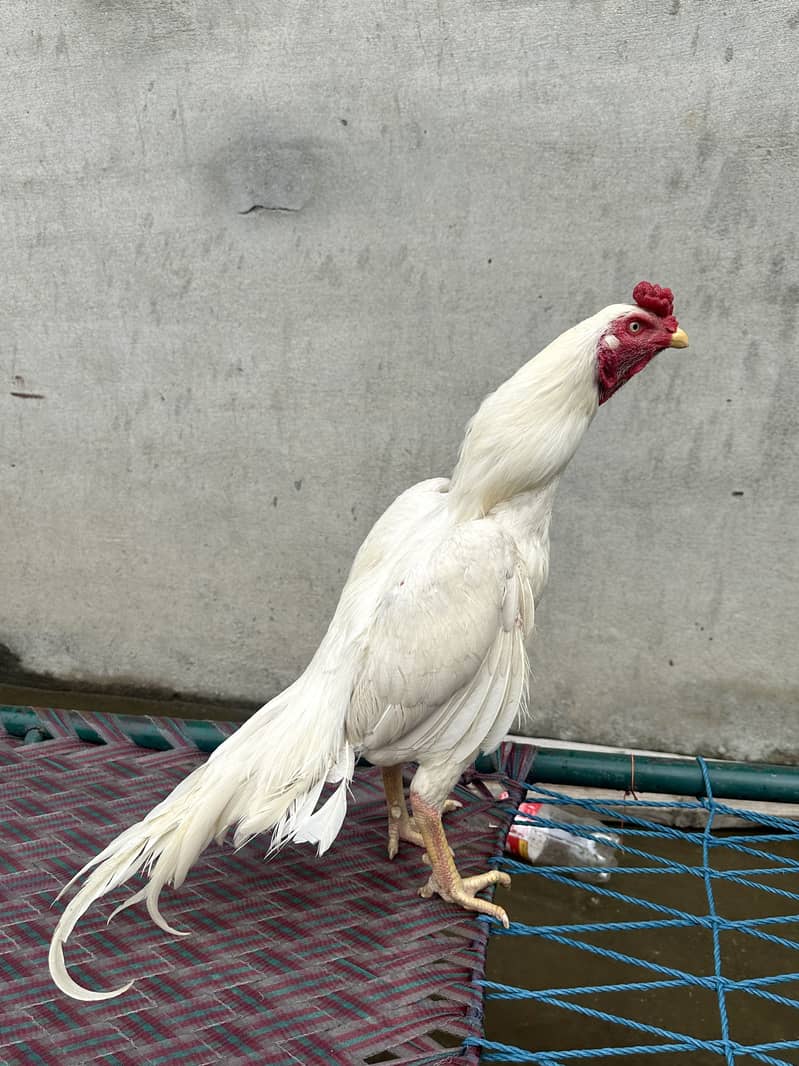 White hera patha 1