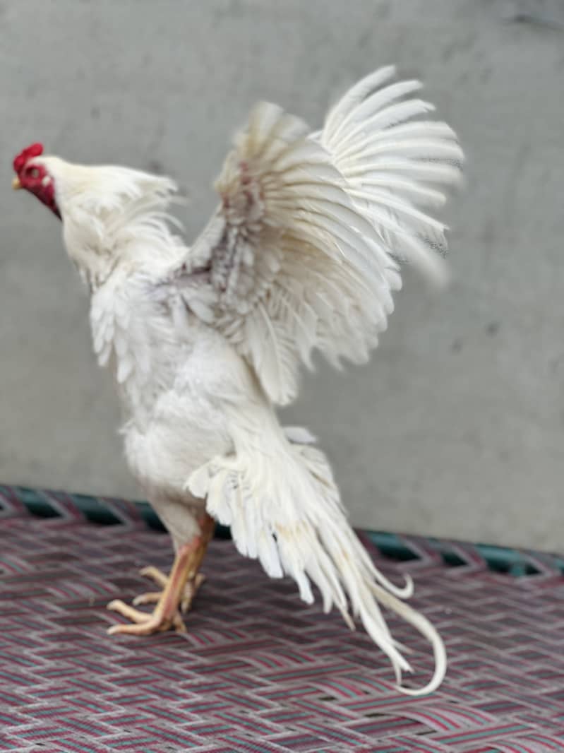 White hera patha 2
