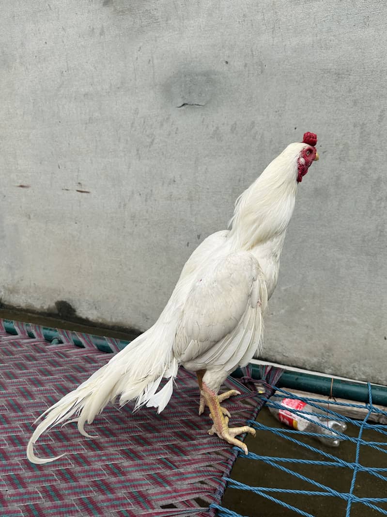 White hera patha 3