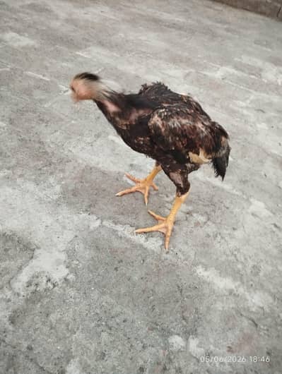 shamo parrot beak cross