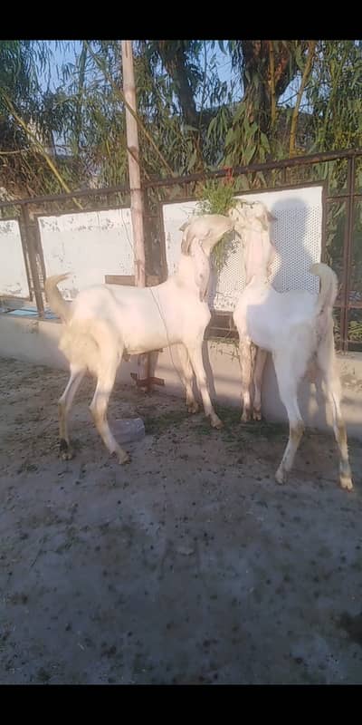 3 Male goats for qurbani