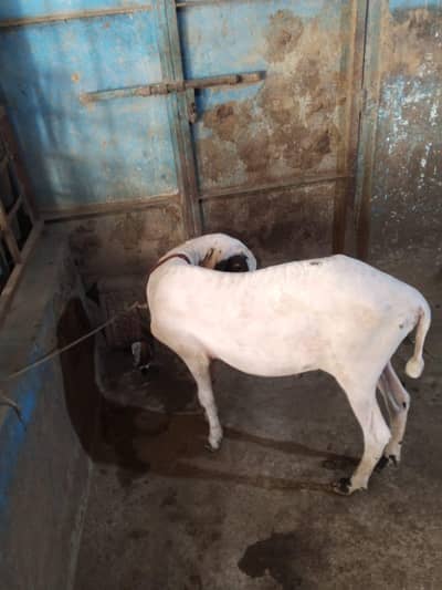 Mundra Dumba Or Kamori Ki crox Bakra