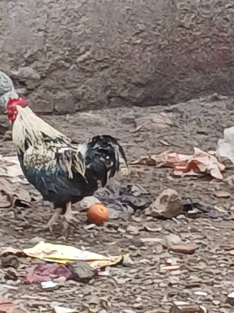 fancy murgha 2