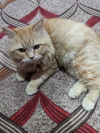 long coat Persian cat