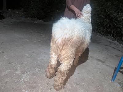 Chatra for sale