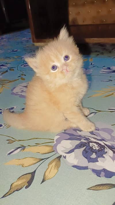 Persian kittens