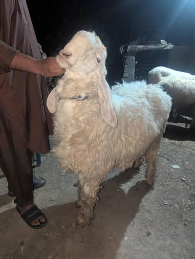 Chatra for sale
