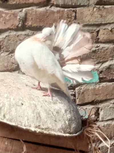 brown mix fantail  / mix brown tail cross bread