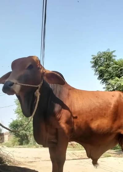 bulls for sale my WhatsApp number 03 45 70 84 4 34