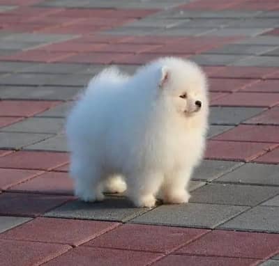 Pomeranian puppies for sale 2 month age Whatsapp no 03291198929