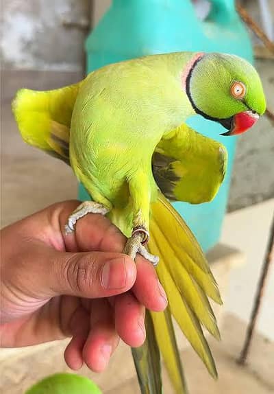 cute talking parrot available vip alfaz wala