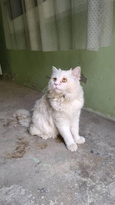 Persian cat