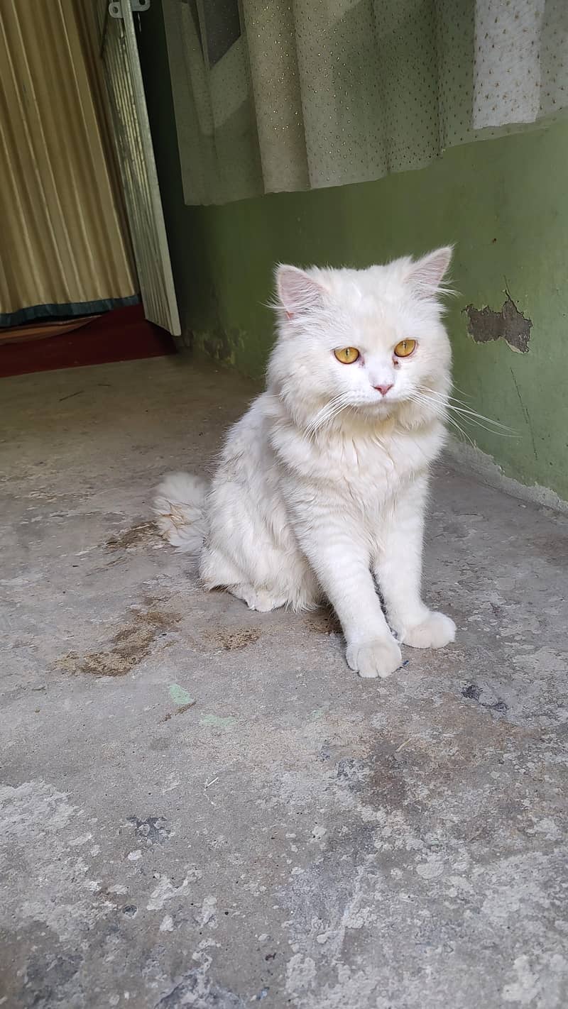 Persian cat 1