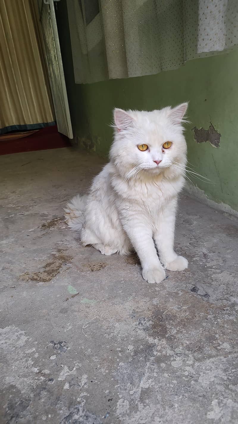 Persian cat 2