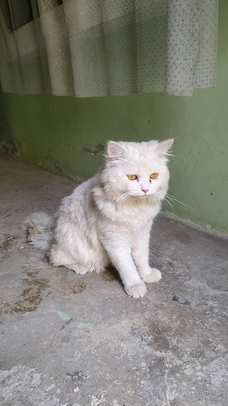 Persian cat 3