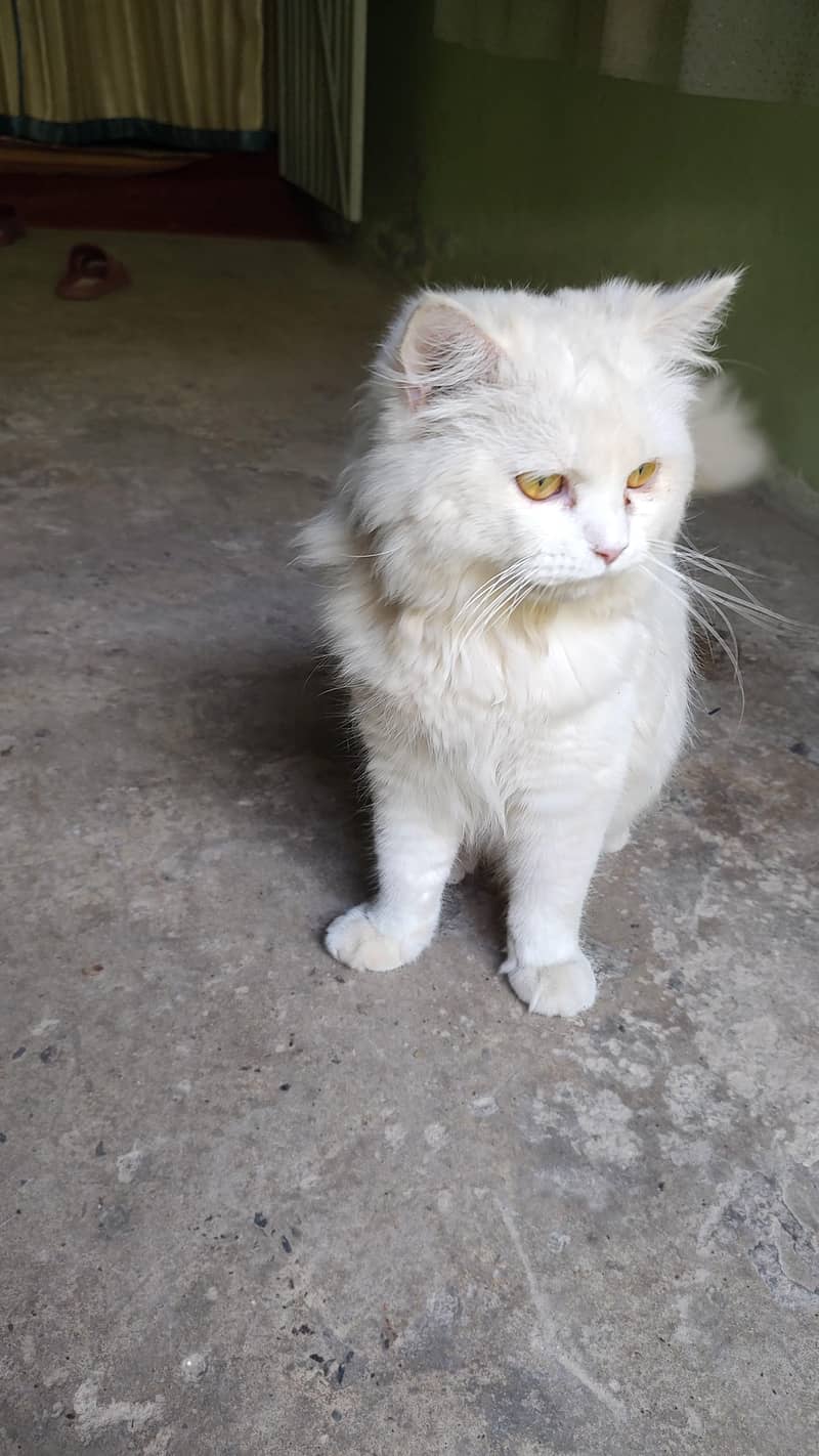 Persian cat 4