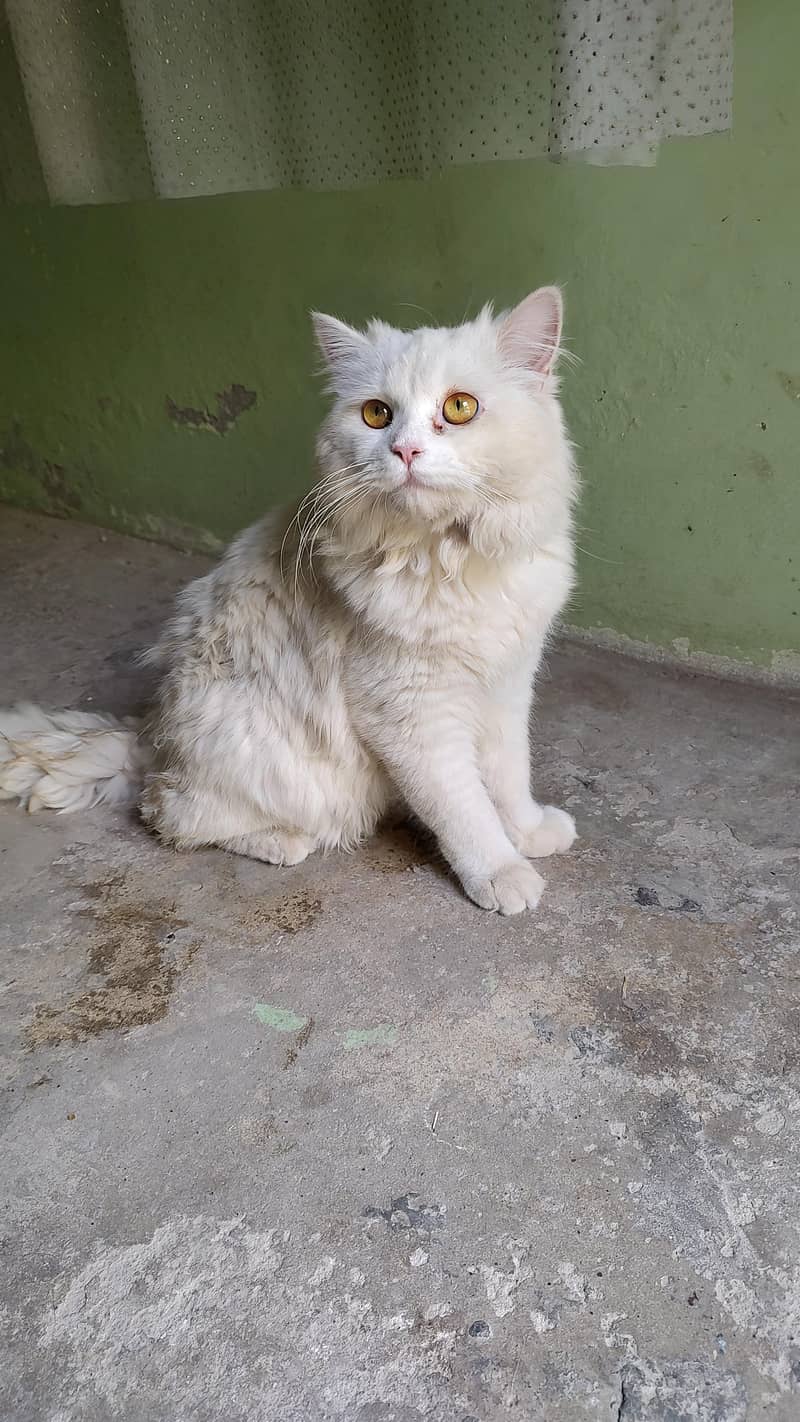Persian cat 5