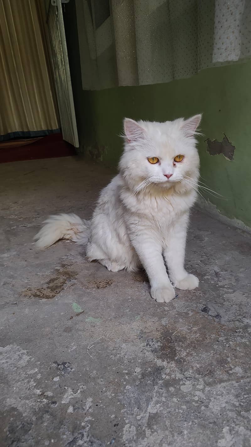Persian cat 6