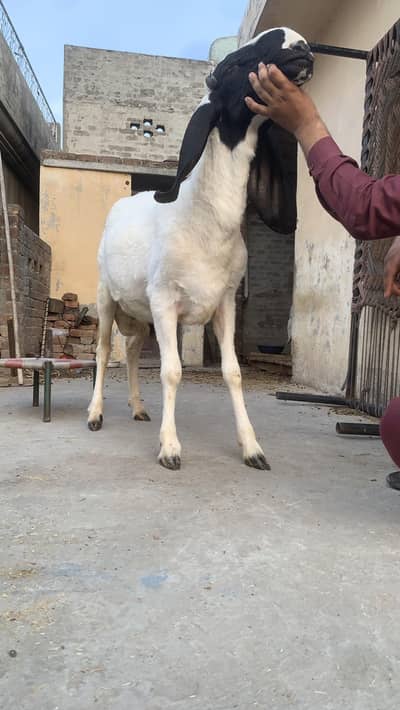 sheep for sale. Healthy Bakra for Sale