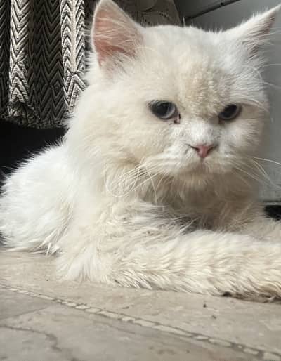 Male Persian Punch Face Blue Eyes available for Mating 03452712006