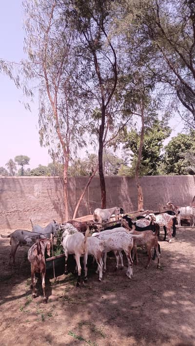 bakray for sale/goats for qurbani