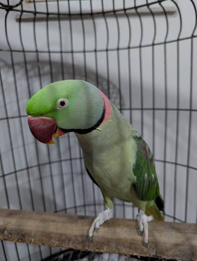 Pahari parrot