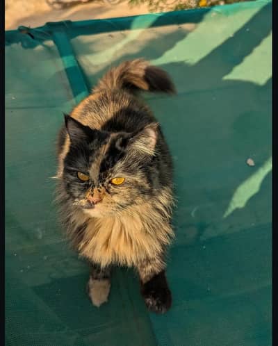 female cat for sale