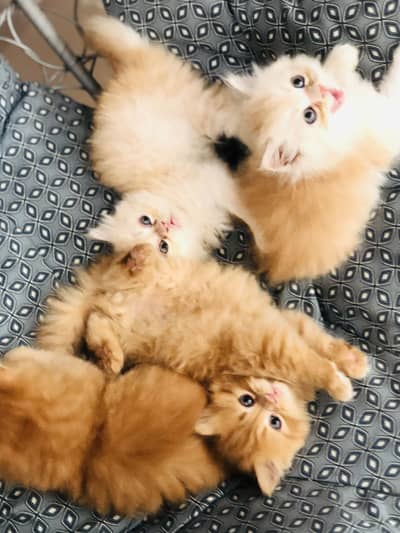 Persian Punched Face Triple Coated Kittens