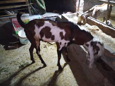 bakri or bakra,03084500893