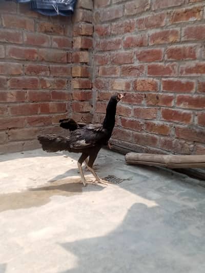 Aseel Pathiyan For sale 3500 per piece
