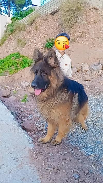 German shepherd double coat