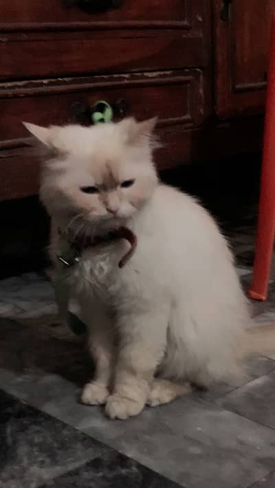 White cat