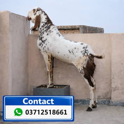 Bakra for sale Nasli breeder