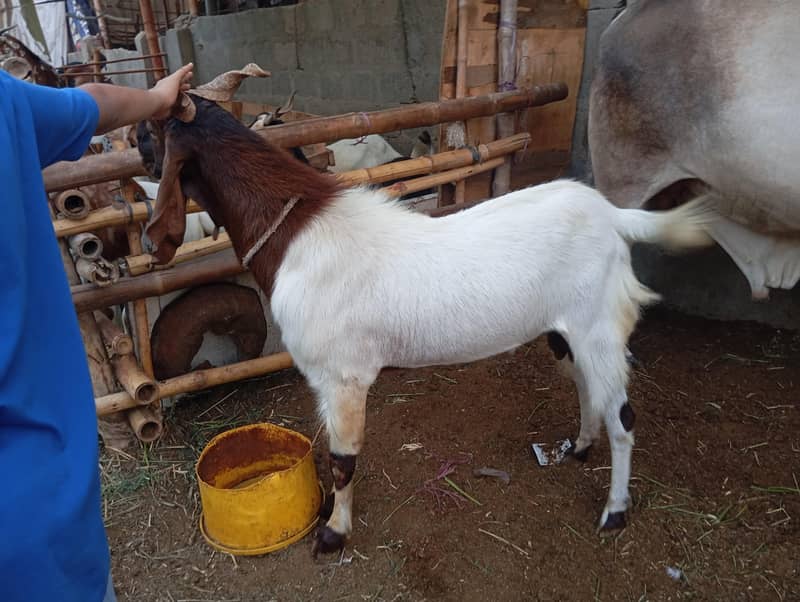 4 Dant bakra 1