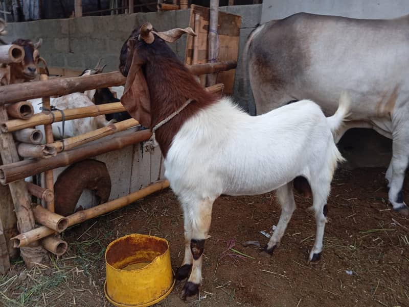 4 Dant bakra 0