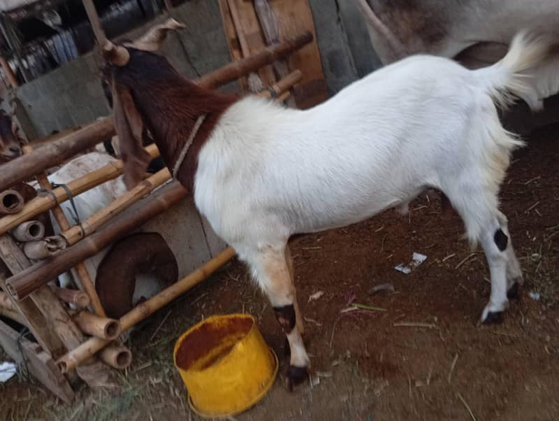 4 Dant bakra 2