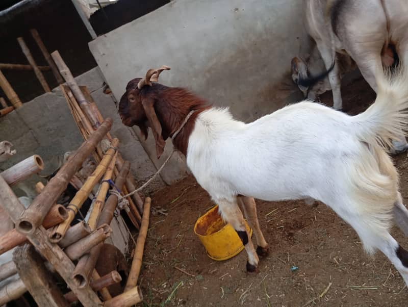 4 Dant bakra 3