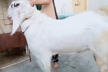 BAKRA FOR SALE