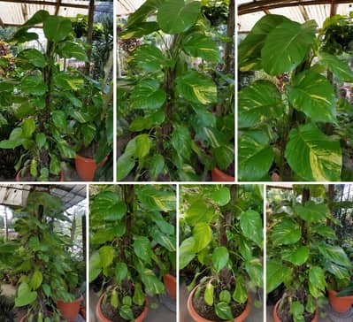 money plant for sale: