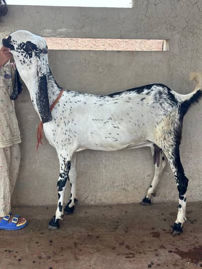 Maki cheeni Bakri/Goat/Sheep/Kajla Chatra