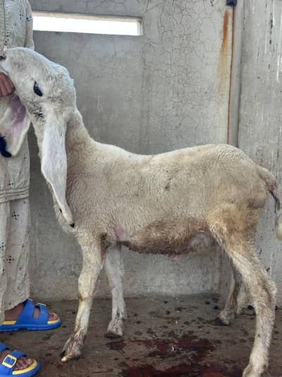 Goat/Sheep/Kajla Chatra