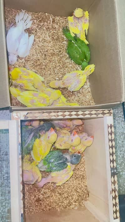 yellow white green cover half cover all chicks locking for new home